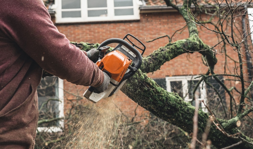 Tree Removal